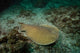 Electric Ray Poster Print by Pete Oxford showcasing Stradbroke Island, Queensland, Australia.