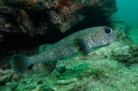 Black-spotted Porcupinefish Poster Print by Pete Oxford