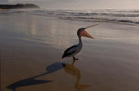 Australian pelican bird on the beach at Stradbroke Island, Australia poster print.