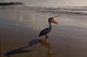 Australian pelican bird on the beach at Stradbroke Island, Australia poster print.