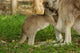 Eastern Grey Kangaroo and joey poster print by Pete Oxford