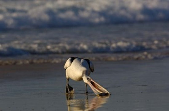 Australian Pelican Bird Poster Print by Pete Oxford showcasing the bird on Stradbroke Island, Australia.