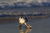 Australian Pelican Bird Poster Print by Pete Oxford showcasing the bird on Stradbroke Island, Australia.