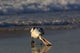 Australian Pelican Bird Poster Print by Pete Oxford showcasing the bird on Stradbroke Island, Australia.