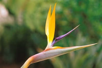 Australia Queensland Bird of Paradise Flower Garden Poster Print by Peter Skinner