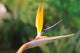Australia Queensland Bird of Paradise Flower Garden Poster Print by Peter Skinner