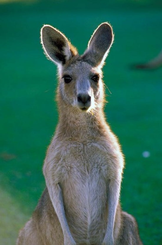Eastern Grey Kangaroo Poster Print featuring Yamba Golf Course by Peter Skinner