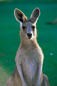 Eastern Grey Kangaroo Poster Print featuring Yamba Golf Course by Peter Skinner