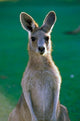 Eastern Grey Kangaroo Poster Print featuring Yamba Golf Course by Peter Skinner