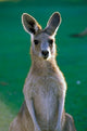 Eastern Grey Kangaroo poster print at Yamba Golf Course by Peter Skinner.