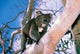 Australia Koala Bear Poster Print by Peter Skinner featuring eucalyptus trees.
