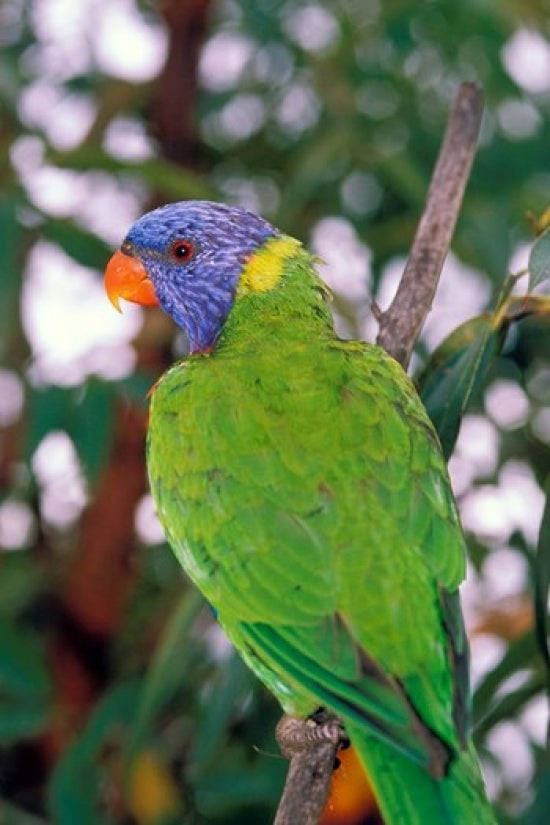 East Coast Rainbow Lorikeets Bird Poster Print showcasing vibrant colors and lively design.