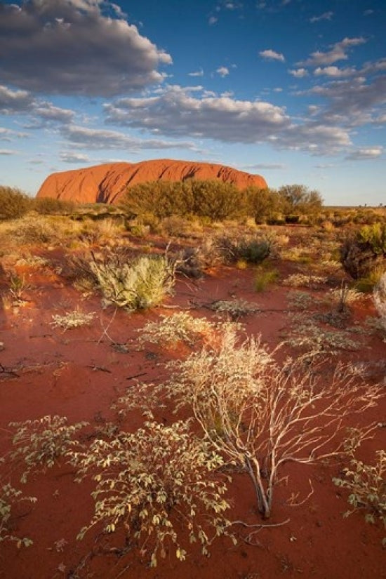Uluru-Kata Tjuta National Park Poster Print by Paul Souders