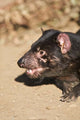 Head of Tasmanian Devil Poster Print by Rebecca Jackrel showcasing vibrant wildlife art.
