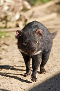 Tasmanian Devil wildlife poster print by Rebecca Jackrel