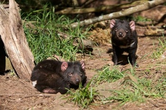 Pair of Tasmanian Devils Poster Print by Rebecca Jackrel