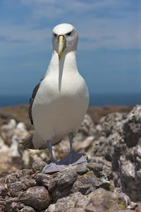 Bass Strait Shy Albatross Poster Print by Rebecca Jackrel