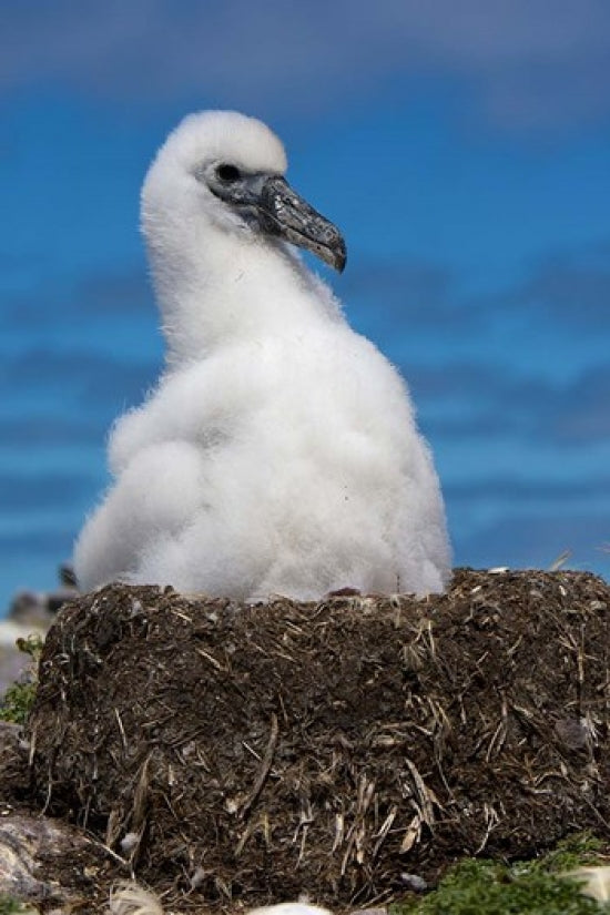 Bass Strait Albatross Chick Poster Print by Rebecca Jackrel