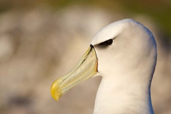 Albatross Bird Head Poster Print by Rebecca Jackrel, showcasing the majestic bird in vibrant detail.