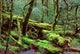 Cradle Mountain and Lake St Clair National Park Poster Print by Rob Tilley