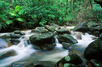 Rainforest in Daintree National Park Poster Print by Rob Tilley showcasing lush greenery.