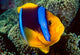 Anemonefish poster print showcasing the Great Barrier Reef, Australia.
