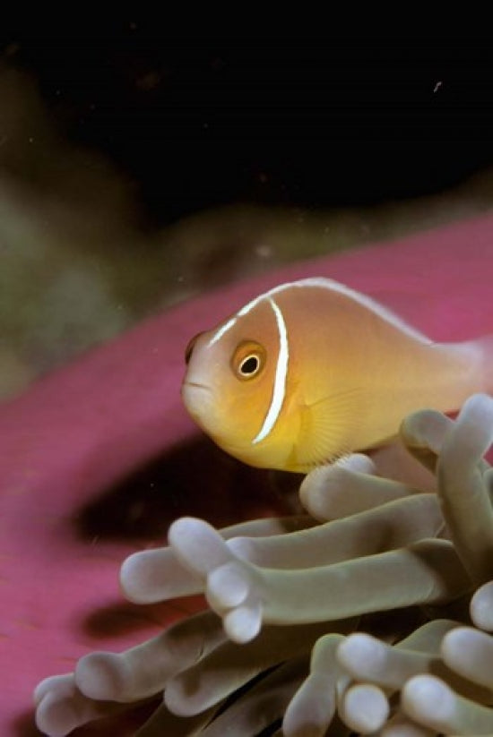 Australia Great Barrier Reef Anemonefish Poster Print by Stuart Westmorland
