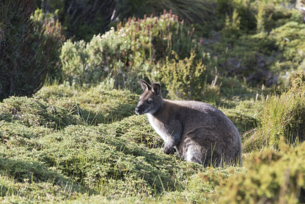 Bennetts Wallaby Poster Print in Cradle Mountain-Lake St Clair National Park by Trish Drury.