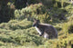 Bennetts Wallaby Poster Print in Cradle Mountain-Lake St Clair National Park by Trish Drury.