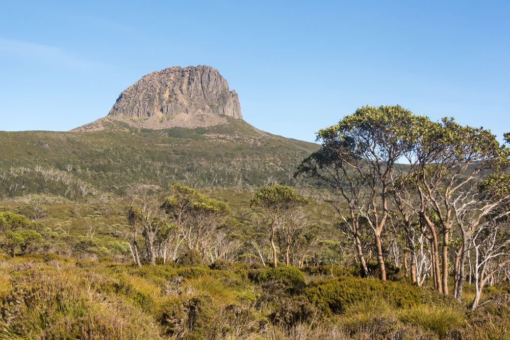 Morning Light on Barn Bluff and Eucalyptus Forest Poster Print by Trish Drury
