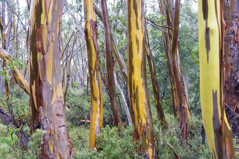 Cradle Mountain-Lake St. Clair National Park Alpine Yellow Gum Bark Patterns Poster Print by Trish Drury.
