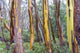 Cradle Mountain-Lake St. Clair National Park Alpine Yellow Gum Bark Patterns Poster Print by Trish Drury.