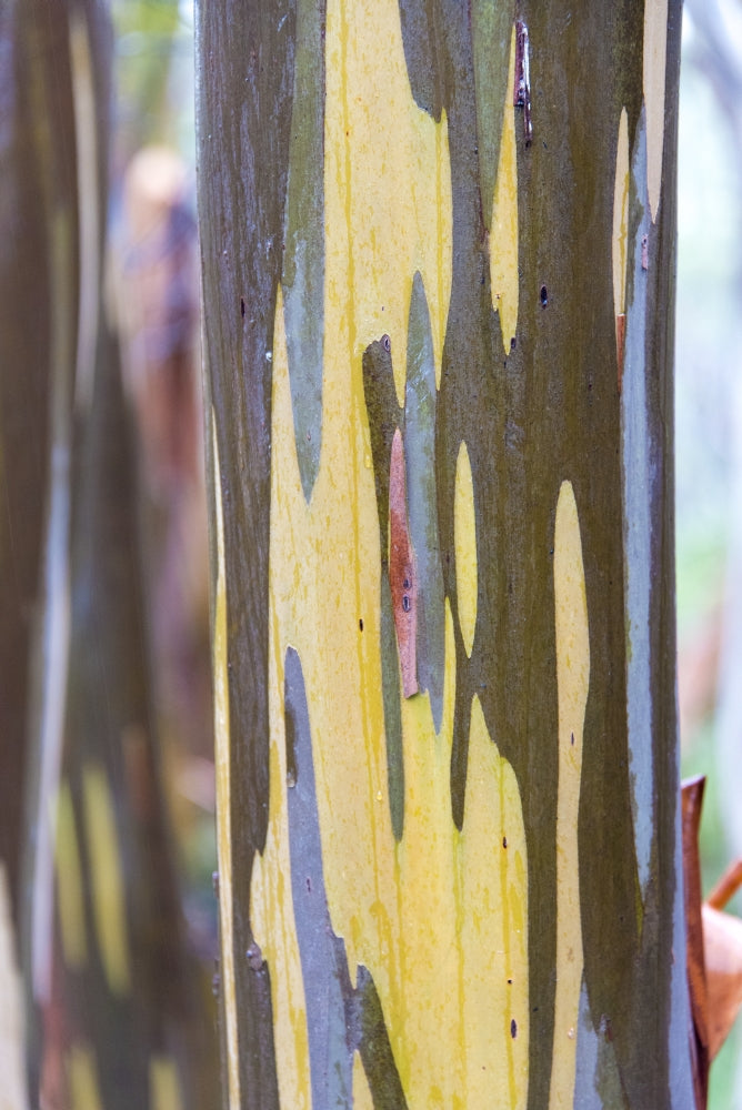 Cradle Mountain-Lake St Clair NP Alpine yellow gum peeling bark patterns Poster Print by Trish Drury