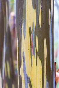 Cradle Mountain-Lake St Clair NP Alpine yellow gum peeling bark patterns Poster Print by Trish Drury