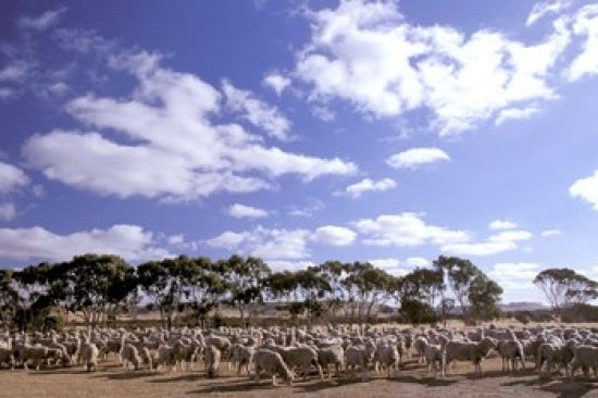 Sheep Station, Kangaroo Island Art Print by Walter Bibikow