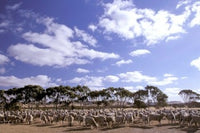 Sheep Station, Kangaroo Island Art Print by Walter Bibikow