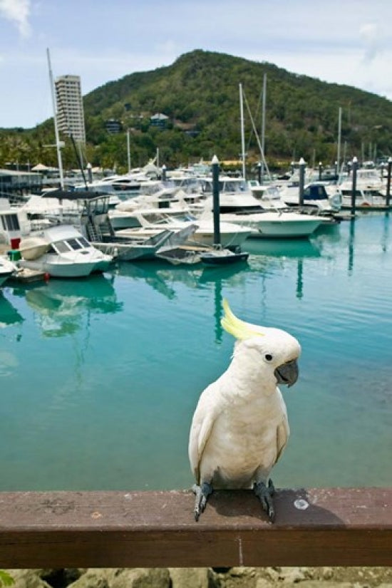 Sulphur Crested Cockatoo tropical bird poster print by Walter Bibikow