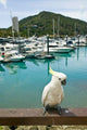 Sulphur Crested Cockatoo tropical bird poster print by Walter Bibikow