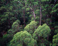 Eucalyptus Forest Poster Print by Walter Bibikow showcasing lush greenery in Walpole-Nornalup NP, Western Australia.
