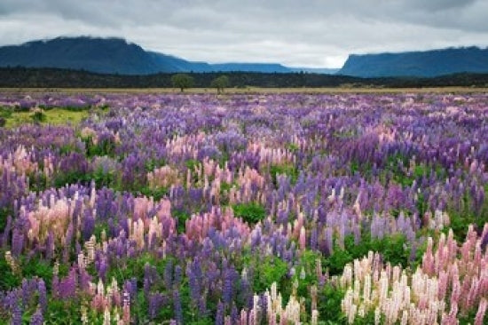 Blooming Lupine flowers near Te Anau, South Island, New Zealand poster print
