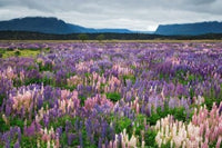 Blooming Lupine flowers near Te Anau, South Island, New Zealand poster print