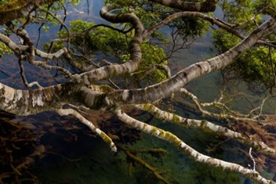 New Zealand Silver Beech tree branches poster print by Jaynes Gallery.
