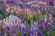 Lupine flowers in Fiordland National Park, South Island, New Zealand poster print.