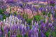 Lupine Flowers in Fiordland National Park Poster Print by Jaynes Gallery