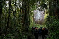 Tane Mahuta Giant Kauri Tree Poster Print by David Noyes