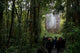 Tane Mahuta Giant Kauri Tree Poster Print by David Noyes