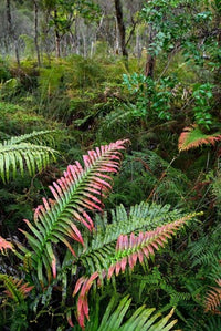 Waipoua Forest Fine Art Print by David Noyes, showcasing lush greenery and kauri trees.