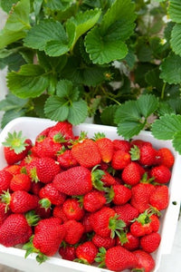 Hedgerow Hydroponics Strawberry Farm Poster Print by Douglas Peebles, vibrant New Zealand landscape