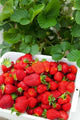 Hedgerow Hydroponics Strawberry Farm Poster Print by Douglas Peebles, vibrant New Zealand landscape