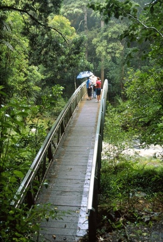 Bridge Below Whangarei Falls Poster Print by David Wall showcasing the serene landscape of Northland, New Zealand.